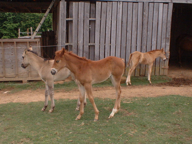 Bucks Offspring of 2006 season